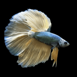 Half Moon Mustard Gas Male Fighting Fish (Xl)