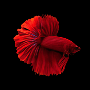 Half Moon Red Male Fighting Fish (Xl)