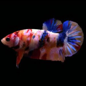 Plakat Koi Male Fighting Fish (L)