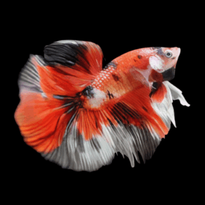 Nemo Long Fin Koi Male Fighting Fish (Xl)