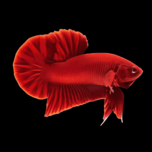 Plakat Red Male Fighting Fish (Xl)
