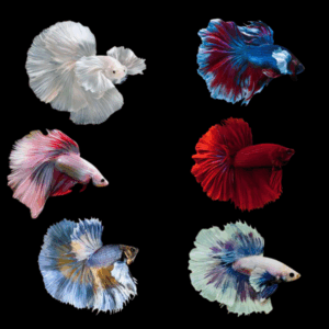 Assorted Super Delta Dumbo Male Fighting Fish (Xl)