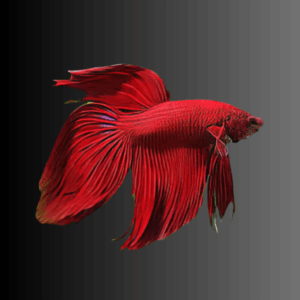Veil Tail Red Male Fighting Fish (Xl)