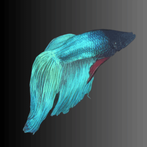 Veil Tail Green Male Fighting Fish (Xl)