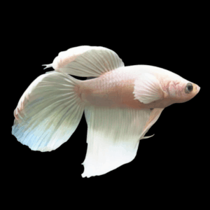 Veil Tail White Male Fighting Fish (Xl)