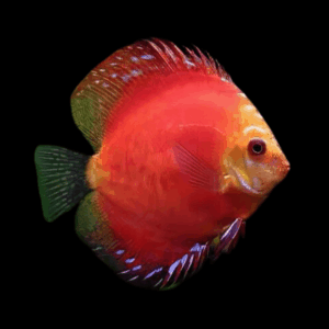 Red Marlboro Discus (10Cm (12,5Cm))