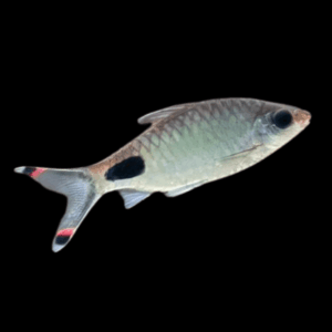 Mascara Barb (5 - 7 Cm)
