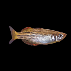 Mcculloch's Rainbowfish (4,5 - 5 Cm)
