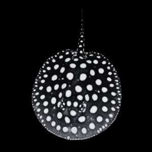 Freshwater Medium Grade Black Diamond Polka Dot Stingray Potamotrygon Leopoldi - Male, 30cm