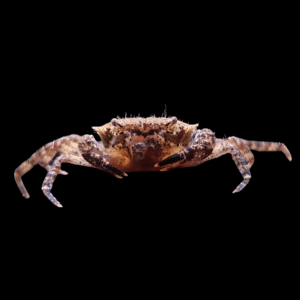 Mekong Freshwater Crab (2 - 3 Cm)