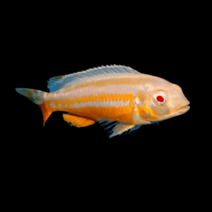 Albino Golden Mbuna (4 - 5 Cm)
