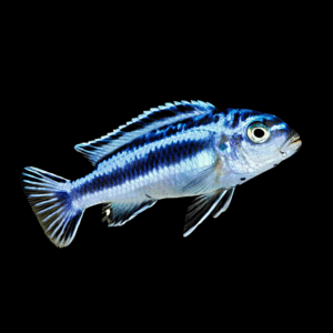 Electric Blue Maingano Johanni Mbuna Cichlid (3 - 4 Cm)