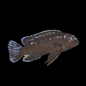 Interrupted Mbuna Cichlid (4 - 5 Cm)