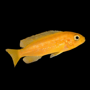 Red Johanni Mbuna Cichlid (3 - 4 Cm)