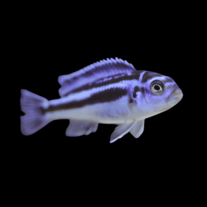 Maingano Mbuna Cichlid (4 - 5 Cm)