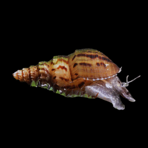 Spike Tail Trumpet Snail (1cm)