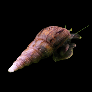 Malaysian Trumpet Snail (2cm)