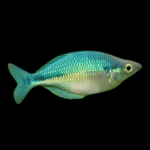 Lake Kutubu Rainbow Fish (> 6 Cm)