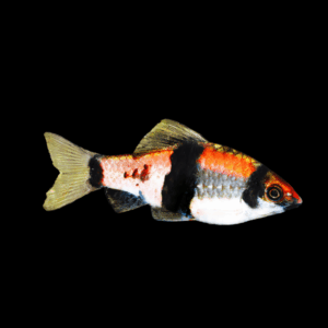 Melon Barb (2 - 3 Cm)