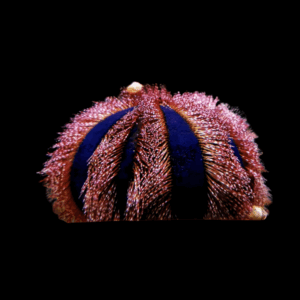 Globulus - SEA URCHIN BLACK