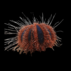 Mespilia Globulus Red - M