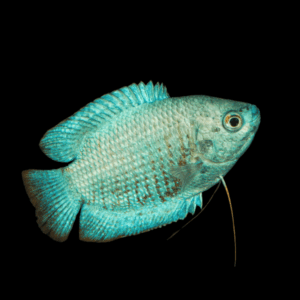 Cobalt Dwarf Gourami (Xl)
