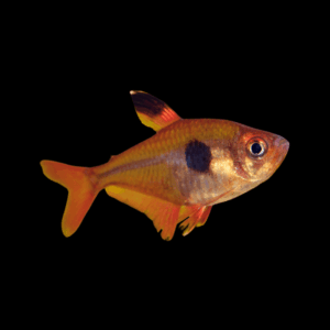 Serpea Tetra (2 Cm)