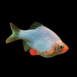 Platinum Green Tiger Barb (2,5 Cm)