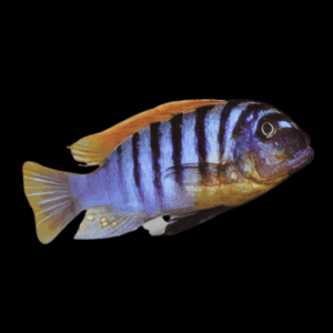 Mpanga Red Top Cichlid (6 - 7 Cm)