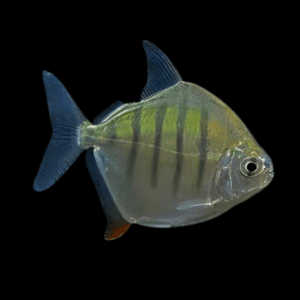 Striped Tiger Dollar (4 - 5 Cm)