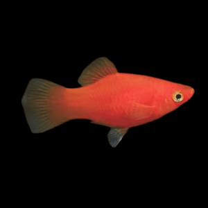 Mickey Mouse Red Simpson Platy (3 - 4 Cm)