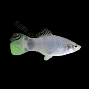 White Mickey Mouse Platy (3 - 4 Cm)