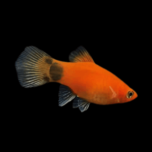 Mickey Mouse Platy (2 - 2,5 Cm)