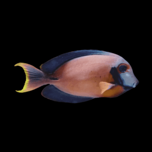 Indian Ocean Mimic Surgeonfish Juvnile - M