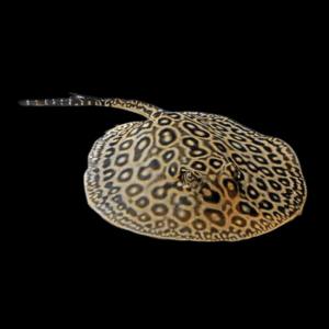 Freshwater Mini Marble Motoro Stingray Potamotrygon Motoro 20cm - Female