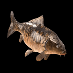 Mirror Carp Cyprinus Carpio - 10cm X 10
