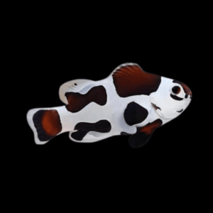 Mocha Storm Clownfish - M