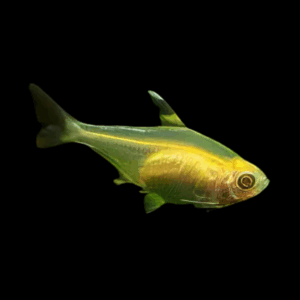 Gold Colombian Tetra (3 Cm)