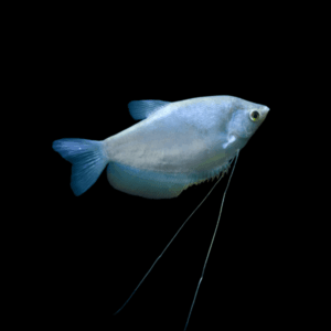 Moonlight Silver Gourami (4 - 5 Cm)