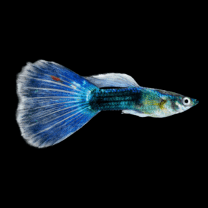 Pair Moscow Blue Guppy (3,5 Cm)