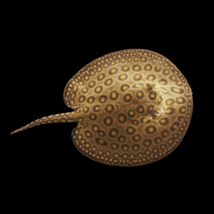 Freshwater Motoro Stingray Potamotrygon Motoro 20cm - Female