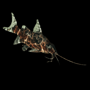 False Upside Down Synodontis Catfish (4 - 4,5 Cm)