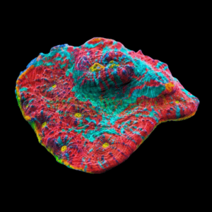 Sp.- Frag - MYCEDIUM SP. (RAINBOW)