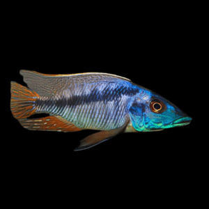 Onze Cichlid (7 - 9 Cm)