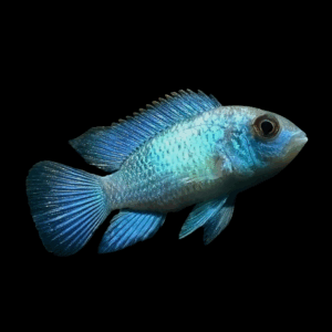 Neon Blue Nannacara Dwarf Cichlid (4 - 6 Cm)