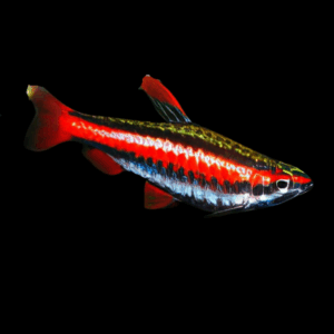 Coral Red Pencilfish (2 Cm)