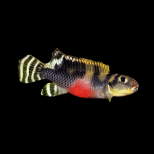 Nanochromis Transvestitus Cichlid (> 5,5 Cm)