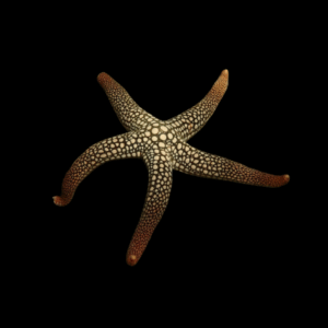 Pacificjewel Starfish - M