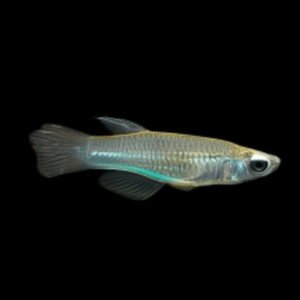Neon Stripe Lampeye (2 - 3 Cm)
