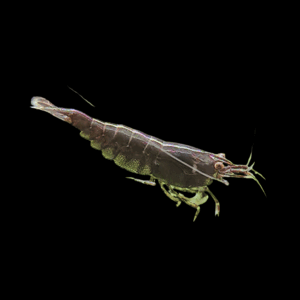 Black Rose Shrimp (1 - 1,5 Cm)